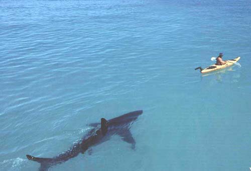 shark-kayak.jpg