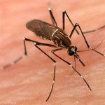 One reported death as a result of Dengue Fever in the Bahamas