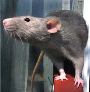 rat-0016.jpg