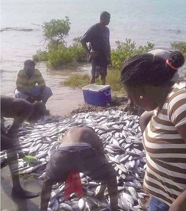 Hundreds of jacks hauled into Eleuthera this morning raises concern for health officials...