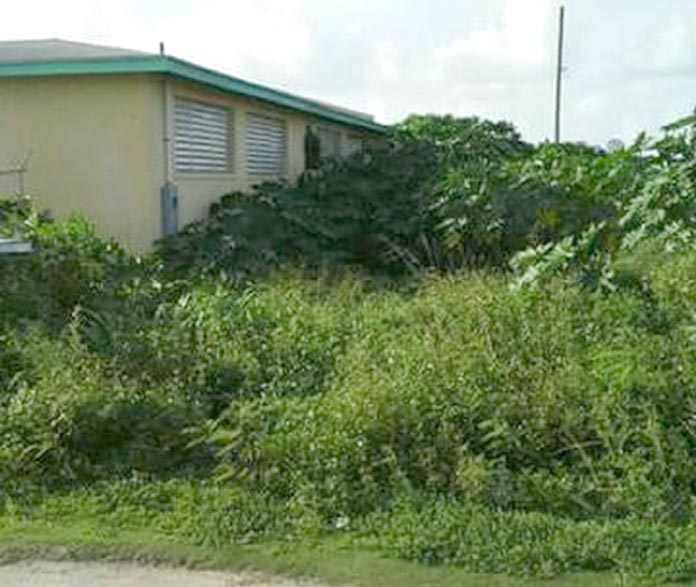 Bush at the Moore's Island public school as high as the classroom window. 