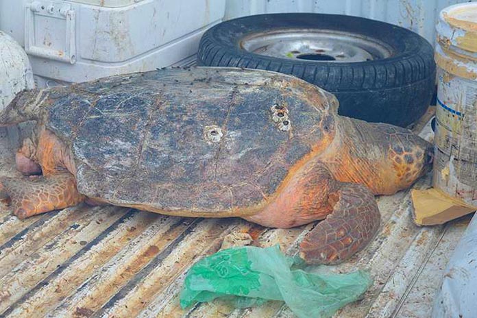 100-lb Loggerhead Turtle Saved –Loggerhead turtle found in the possession of a Grand Bahamian man was released back into the ocean due to the quick thinking action of local officials. (Photo by Freeport News.)