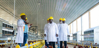 Prime Minister Drives Commitment to Cut Egg Imports as Golden Yolk Produces 200,000 Eggs